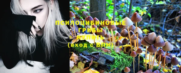 прущие грибы Аркадак